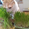 猫の草を植えました。