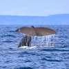 鯨とオーロラ