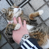 2月後半の #ねこ #cat #猫 その2