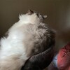 今朝は久しぶりに本棚入り。夜はむいむいで大興奮のふくちゃん。
