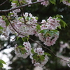 抑鬱と夕方の桜