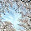 水元公園（から望む、埼玉県営みさと公園）の桜　東京都葛飾区水元公園