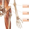 『腸腰筋』の起始・停止、作用など