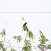ハゴロモガラス Red-winged Blackbird
