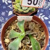 🌵多肉植物　新入り多肉さんの植え替え②見切り品のボンビシナ🌵