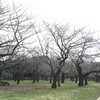 【お花見】代々木公園 桜の開花状況 2016/4/1(金) 満開デスか？