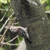 葛西臨海公園に季節の鳥を探しお出かけ　2016.5.1