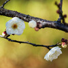 西大寺緑花公園の冬