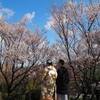 街をあるけば「兼六園の桜ケ丘」