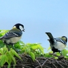 立夏から小満の頃♪