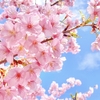 春の桜をアートに！小学生向け花びらアートのアイデアと作り方