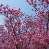 宮崎県 高千穂峡の紅葉 ２０２２年 見頃に？