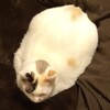 まろにー118日目