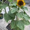 🌻ひまわりが咲きました！