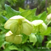 アサギフユボタン Helleborus viridis