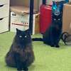 アトリエに来る猫達
