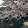 病院の裏庭に、桜が満開です　　No. 13
