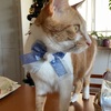 ネイル仲間とクリスマスパーティー♪