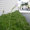 通勤途中の花