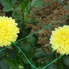 世羅高原農場のダリアたち （85）　～ 花はみんなをしあわせにする ～