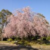 今日は、ゴルフでした。