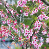 知恩寺・ふじ桜