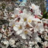 近所の花屋が ひゃ、百円！