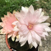 家の古いギムノカリキウム・ペンタカンサは八重咲き。ピンク色の大きな花が咲きました。
