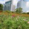 まんぼぅくん、浜離宮恩賜庭園の秋桜　その7