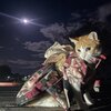 【旅行記】　あずきちゃんがいっぱい51