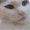 ぽちゃ猫パラダイスの映画「ねことじいちゃん」を語る