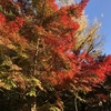 【鎌倉いいね】いよいよ鎌倉の紅葉本番です。