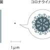 新型コロナウイルスとPCR（ポリメレース・チェーン・リアクション）検査法