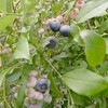 三迫農園 → 森の工房みみずくの摘み取り作業