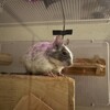 しろごまあん1494日目