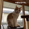 雨田甘夏、省エネです。【猫とフリーカットとスケスケ事情】