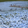 ひたち海浜公園　ネモフィラ