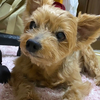 シニア犬の昼夜逆転、悪循環でも笑うしかない介護の夜