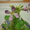 すずしろ、開花