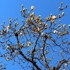 日曜日の花巡り～　明日は新潟へ出発です