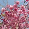 2025年5月12日(月)　苫小牧「近所の自然散歩」植物調査