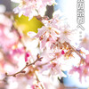 陽気に咲く御池桜