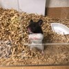 くろごまあん39日目