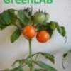 GREEN:プチトマトレジナの収穫まであと一息