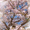 桜の4月