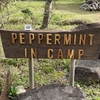 【キャンプ】桜は桜なんだけど【ペパーミント　イン　キャンプ】2025.04