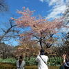 「新宿御苑」で早咲きの桜「カンザクラ」等見物！！（３）
