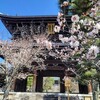 【京都】【御朱印】『金戒光明寺』桜を見に行ってきました。京都桜 女子旅 