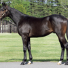 【46~65 シルク 2024年度(2023年産)募集馬診断 関西馬その1】キラモサの23はパッと見大好きな馬。タイタンクイーンの23はパッと見少し足りない馬だけど気になる存在。この2頭が本当に大成するか、今度恥ずかしいくらいガチで向き合って予想したいと思う。そんな気分。