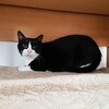 プリンちゃんの凱旋？？？